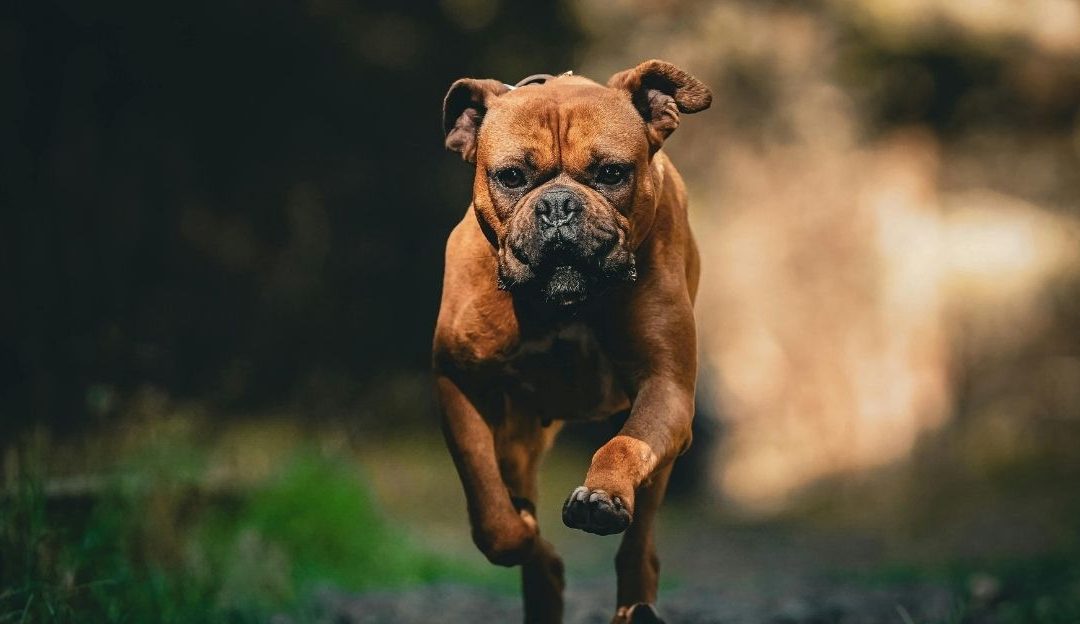 Različiti psi, različit metabolizam