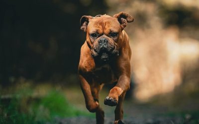 Različiti psi, različit metabolizam