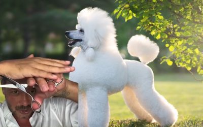 Kako odabrati najbolje makaze za pse? Istina koju internet ne može da vam proda