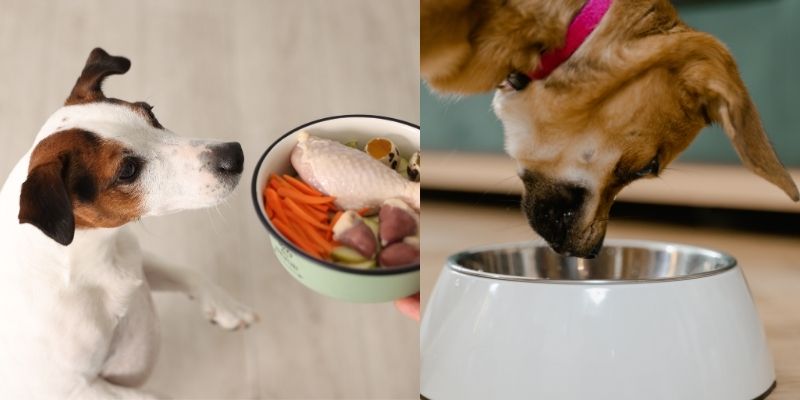 Različiti psi i ishrana pasa metabolizam obroci