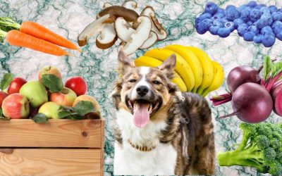 Ishrana pasa: Dozvoljeno voće, povrće i gljive – Kompletan vodič