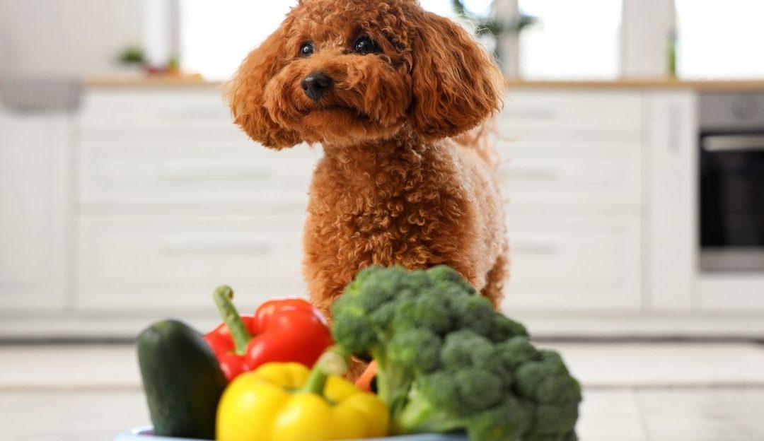 Ishrana pasa: Kako pripremiti mikrobiom za proces buđenja?