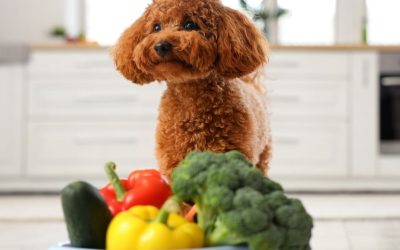 Ishrana pasa: Kako pripremiti mikrobiom za proces buđenja?