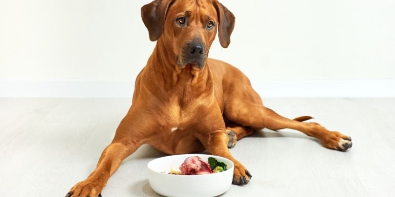 Pas koji zadovoljno uživa u prirodnom obroku, simbol uspešne promene ishrane.