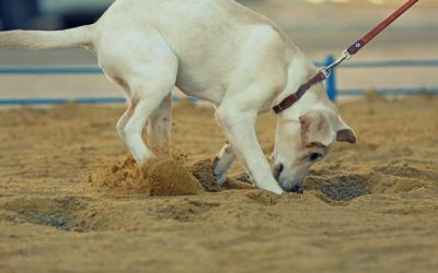 Kupanje pasa: Higijena koja čuva unutrašnje organe
