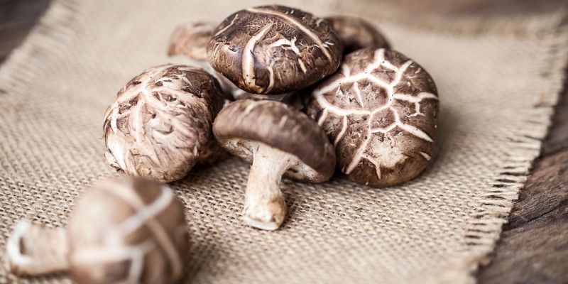 Prikaz medicinskih gljiva kao što su šitake i reiši uz sveže listove spanaća za ishranu pasa.