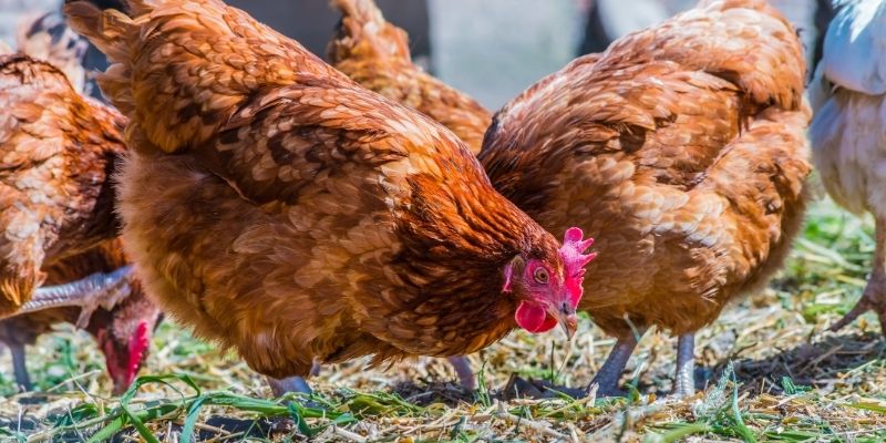 Kokoške na zelenom pašnjaku, simbol čistog i prirodnog uzgoja bez antibiotika.