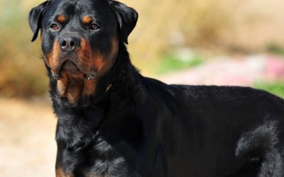 3 razloga zašto etiketa „opasna rasa“ sprečava rešavanje problema