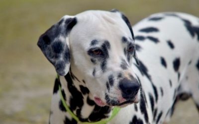 Dalmatinac: Da li je duga dlaka spas od linjanja ili genetski alarm?