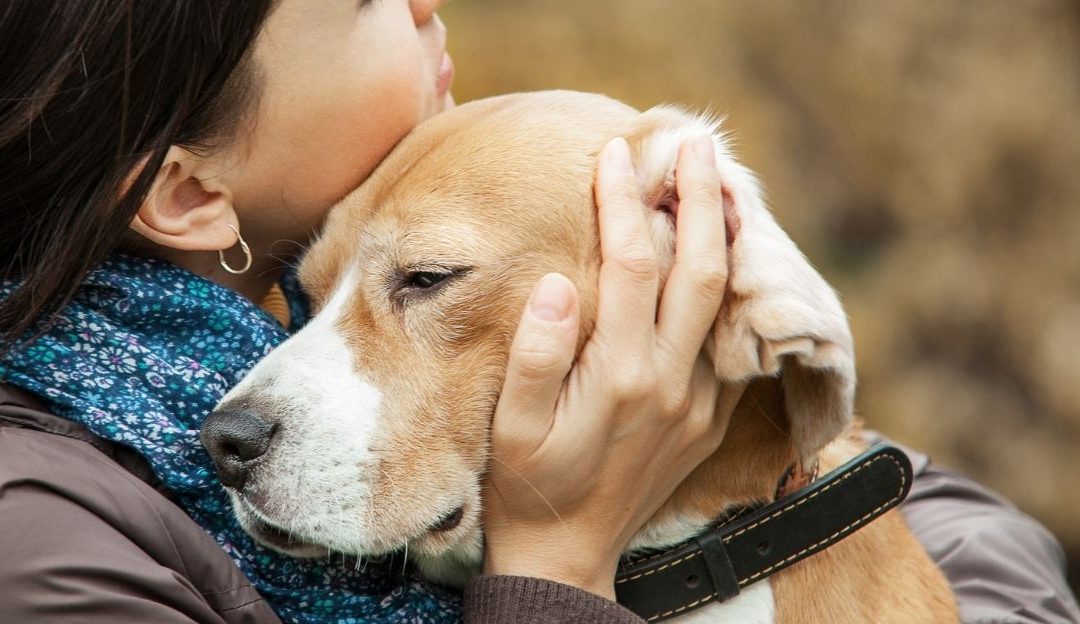 Pas koji izgleda potišteno dok ga vlasnik čvrsto grli, simbolizujući emocionalni pritisak.