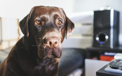 Odnos vlasnika i psa: Zašto u mom radu nema nagrade i kazne?