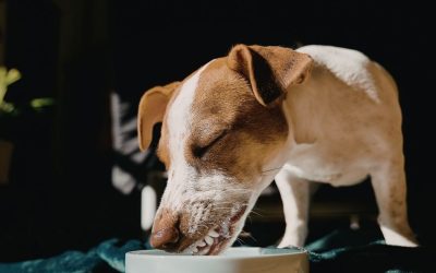 Parvo virus: Kako holistički oporaviti organizam