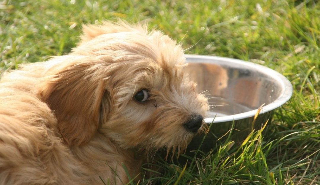 Mali pas koji mirno leži pored svoje činije sa vodom, bez znakova žeđi.