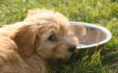 Zašto moj pas ne pije vodu? Istina o hidraciji koju tabele ne vide