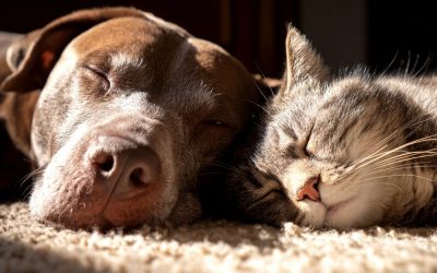 Kako navići psa na mačku? Tajna nije u dresuri, već u vašem autoritetu