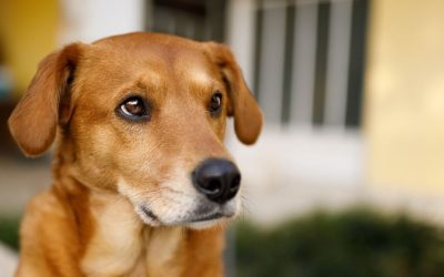 Pas nije izbirljiv, on vas testira: Istina o hrani i moći