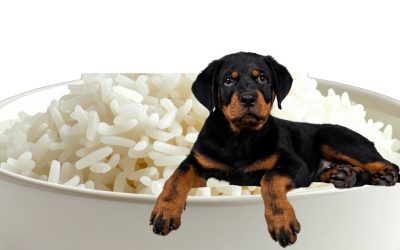 Zašto je pirinač loš izbor, a iznutrica „zlato“ u činiji vašeg psa?