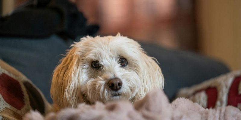 Pas koji sedi pored zatvorenih vrata i čeka da bude ponovo primljen u grupu.