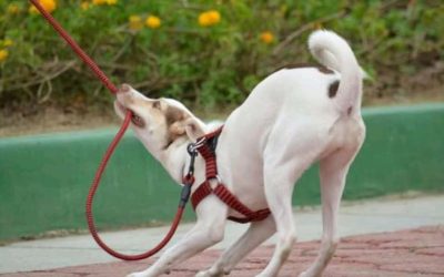 Stres kod pasa: Nevidljivi uzrok bolesti i lošeg ponašanja