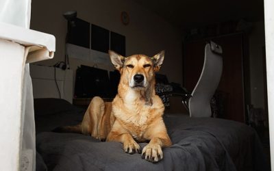 Nevidljivi neprijatelji u stanu: Kako tehnologija menja biologiju vašeg psa?