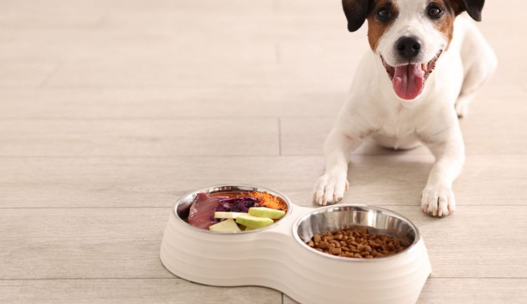 Zašto pas neće da jede ako je potpuno zdrav? Istina o nepoverenju