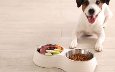 Zašto pas neće da jede ako je potpuno zdrav? Istina o nepoverenju