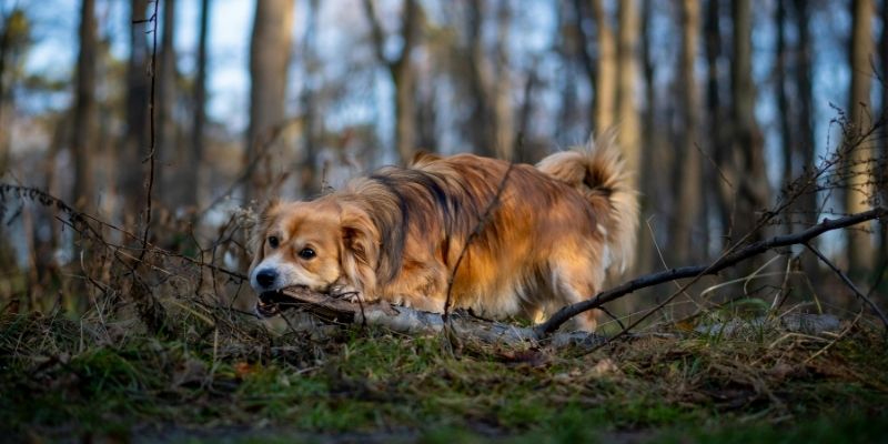 Pas koji slobodno trči na otvorenom polju, dok ga vlasnik posmatra sa distance, simbolizujući zdrave granice.