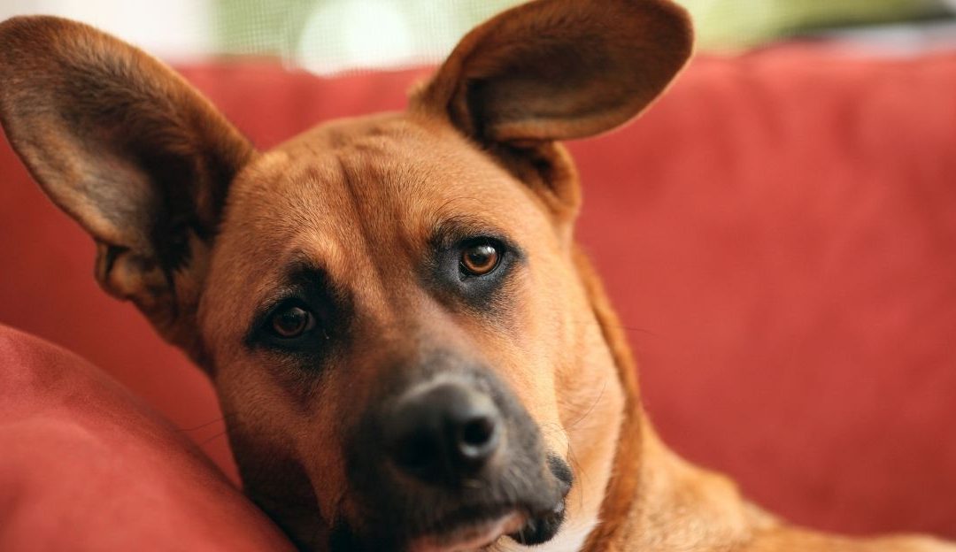 Pas koji je zabrinut za vlasnika, ilustrujući preuzimanje emotivnog tereta koji vodi do bolesti.