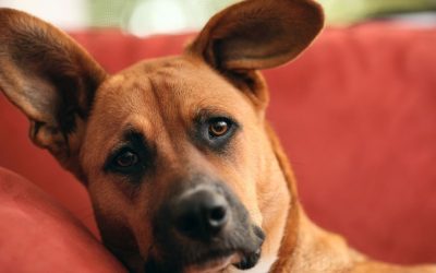 Bolest vašeg psa: Kazna za vaš neizlečeni stres?