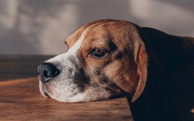 Zdravlje pasa: Kako vaše emocije postaju njihova klinička slika?