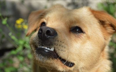 Dentalna higijena pasa: Zašto je kost bolja od svake četkice?