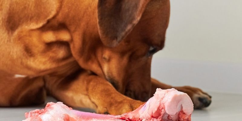 Srećan pas koji žvaće svežu sirovu kost, prirodno rešenje za čvrstu stolicu.