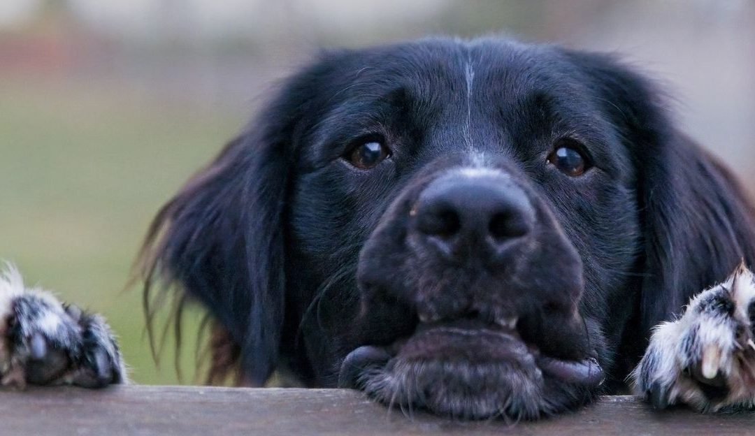 Trauma kod pasa uzrokovana potisnutom tugom vlasnika nakon gubitka voljene osobe.
