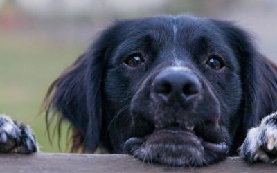 Gubitak voljene osobe: Da li vaša tuga postaje trauma kod pasa?