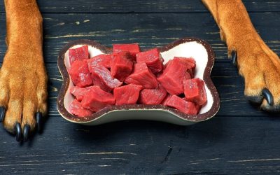 Crna stolica kod psa: Ishrana ili razlog za uzbunu?