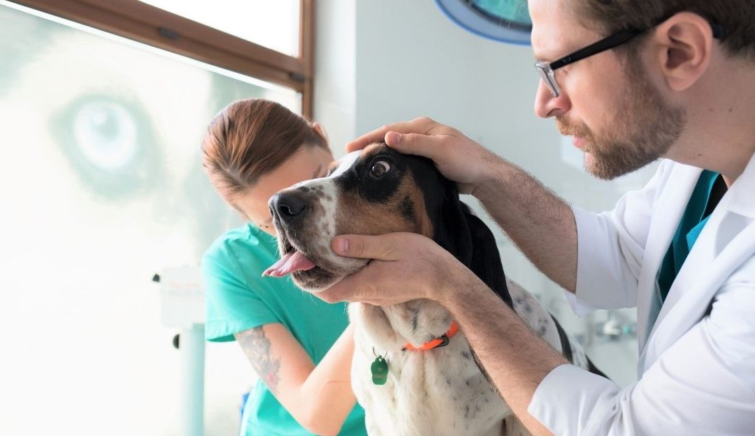 Između ljubavi i sistema: Paradoks veterinarske etike