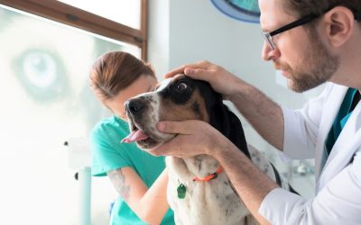 Između ljubavi i sistema: Paradoks veterinarske etike