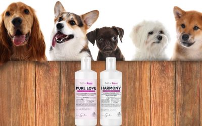 Iluzija različitosti: Kako smo izgubili psa u potrazi za savršenom dlakom?