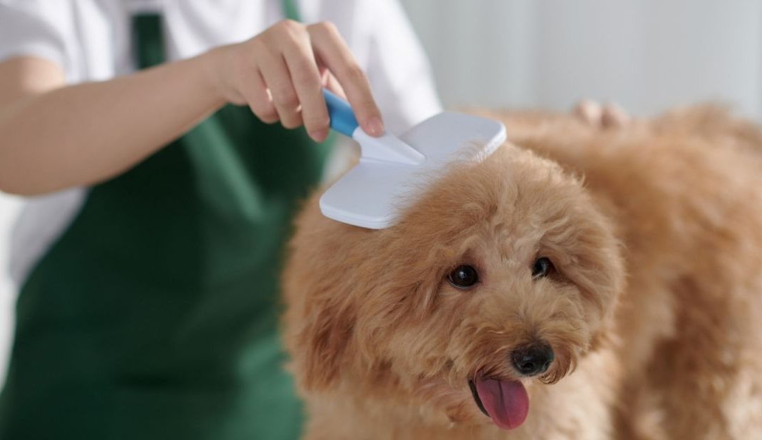 Grooming kao prostor isceljenja: Kako povratiti unutrašnji mir?