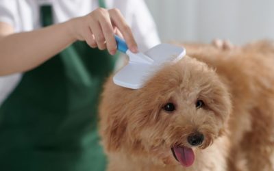 Grooming kao prostor isceljenja: Kako povratiti unutrašnji mir?