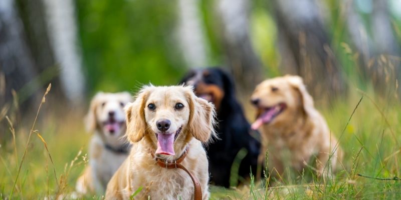 Nega pasa i biološka struktura kože kao jedinstven sistem.