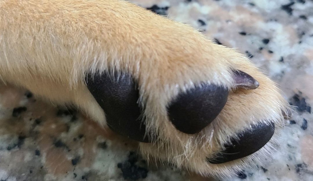 Detaljan prikaz donjeg dela šape psa, fokus na prostor između jastučića i skraćenu dlaku.