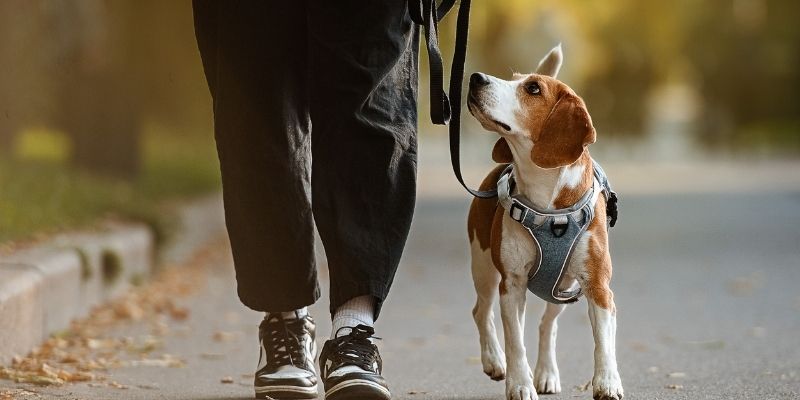Pas i vlasnik u harmoničnoj šetnji, simbolizujući odnos zasnovan na poverenju, a ne na uslovljavanju.