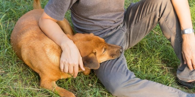 Mirna šetnja kao alternativa za parkovi za pse.