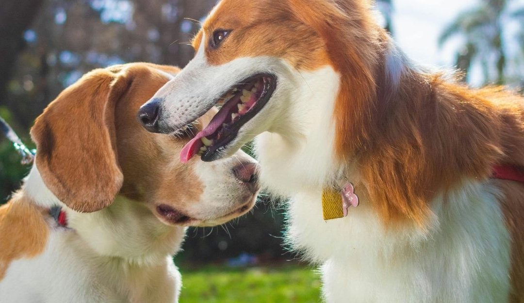 Parkovi za pse: Kolika je stvarna cena haosa koji nazivamo igrom?