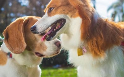 Parkovi za pse: Kolika je stvarna cena haosa koji nazivamo igrom?