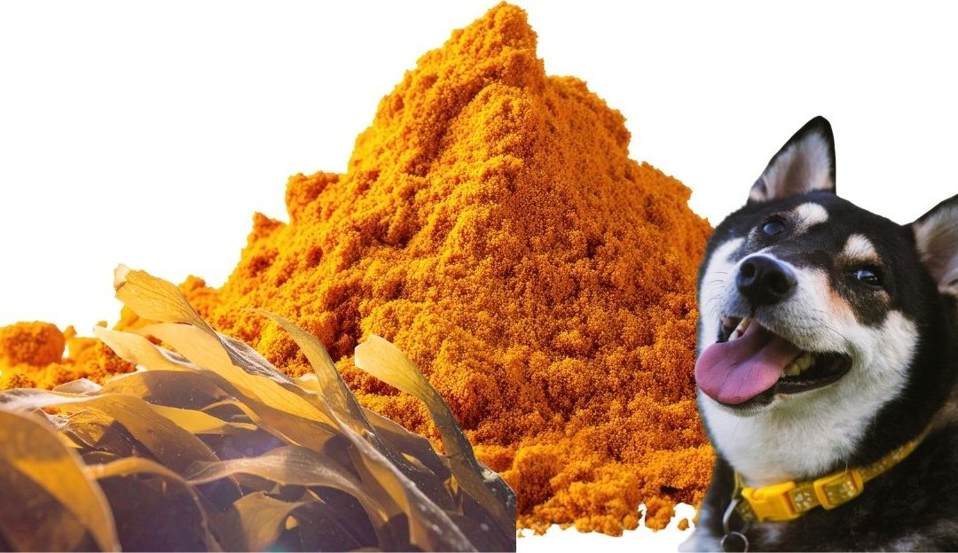 Dodaci ishrani kao što su kelp i kurkuma za bolju ishranu pasa sa bolesnim srcem.