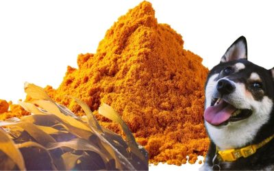 Domaći recept za pse sa bolestima srca: Snaga prirode u činiji