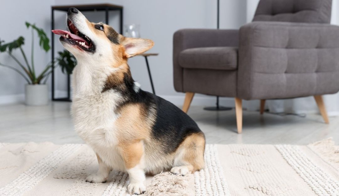 Pas koji se vuče zadnjicom po tepihu, ilustracija problema sa paraanalnim žlezdama.