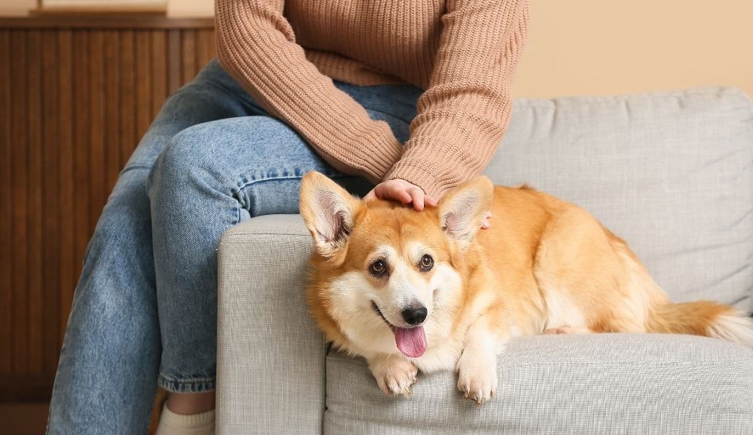 Zabrinut vlasnik psa, ilustracija unutrašnjeg stresa koji se prenosi na ljubimca zbog moralnih neslaganja. i ishrane pasa